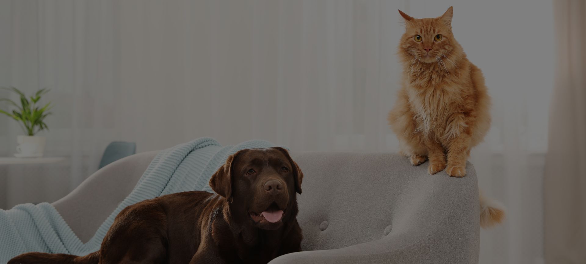 Pulire la casa in presenza di animali domestici: consigli e accessori -  Cose di Casa